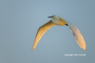 Egret;Egretta-thula;Flying-Bird;Photography;Snowy-Egret;action;active;aloft;beha